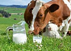 На 46 тысяч тонн больше молока произведено в 2022 году в Новосибирской области